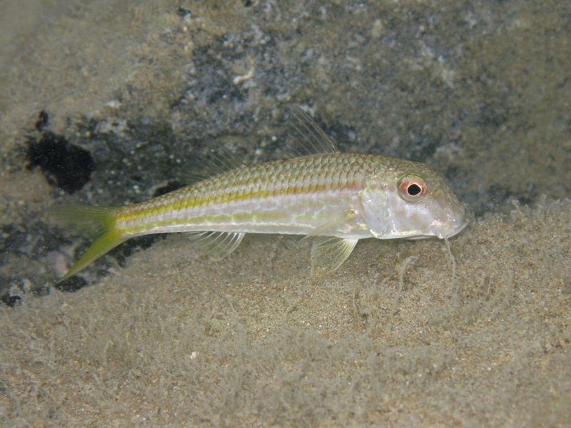 Mullus barbatus (Linnaeus, 1758)